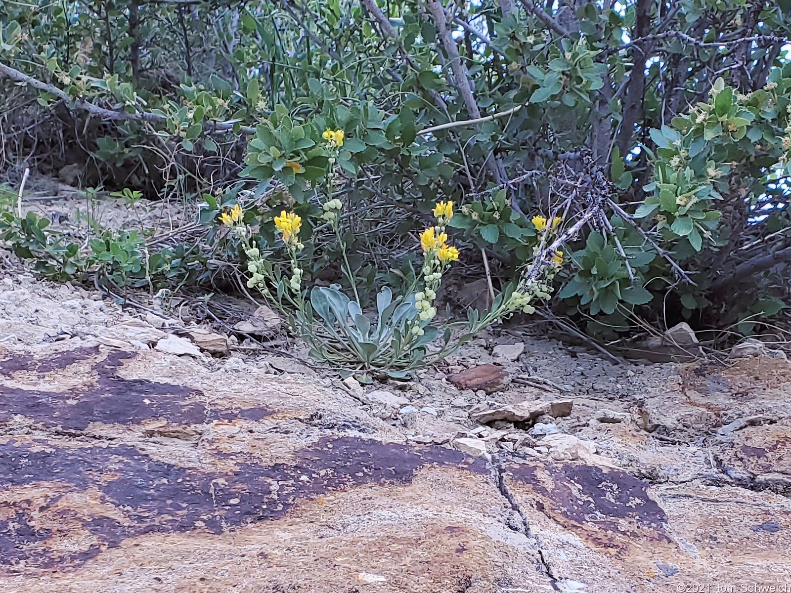 Brassicaceae, Physaria vitulifera