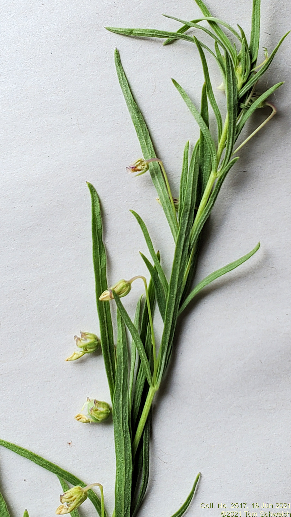 Violaceae Hybanthus verticillatus