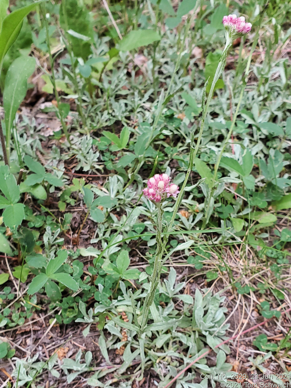 Asteraceae Antennaria rosea