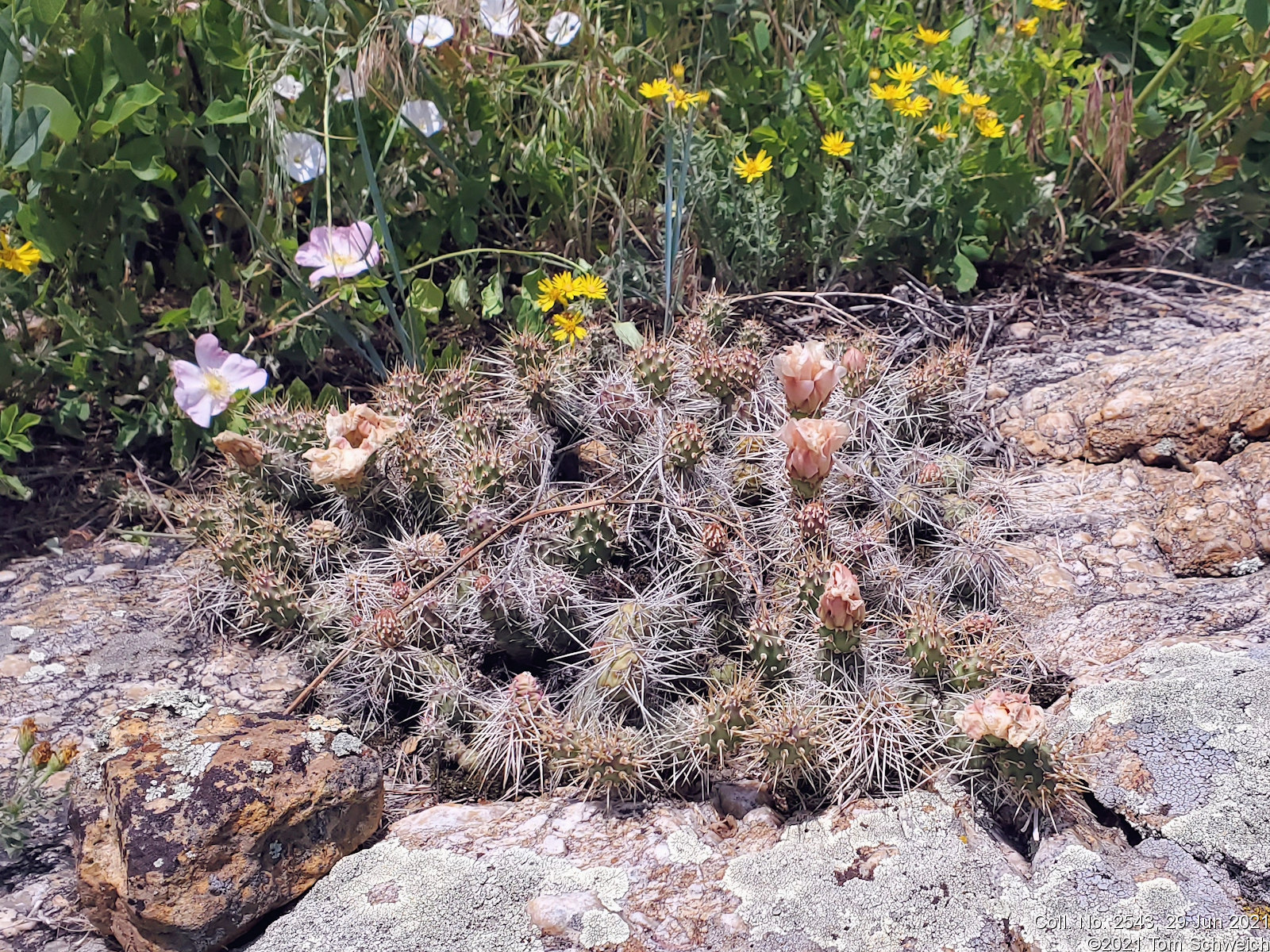 Cactaceae Opuntia fragilis