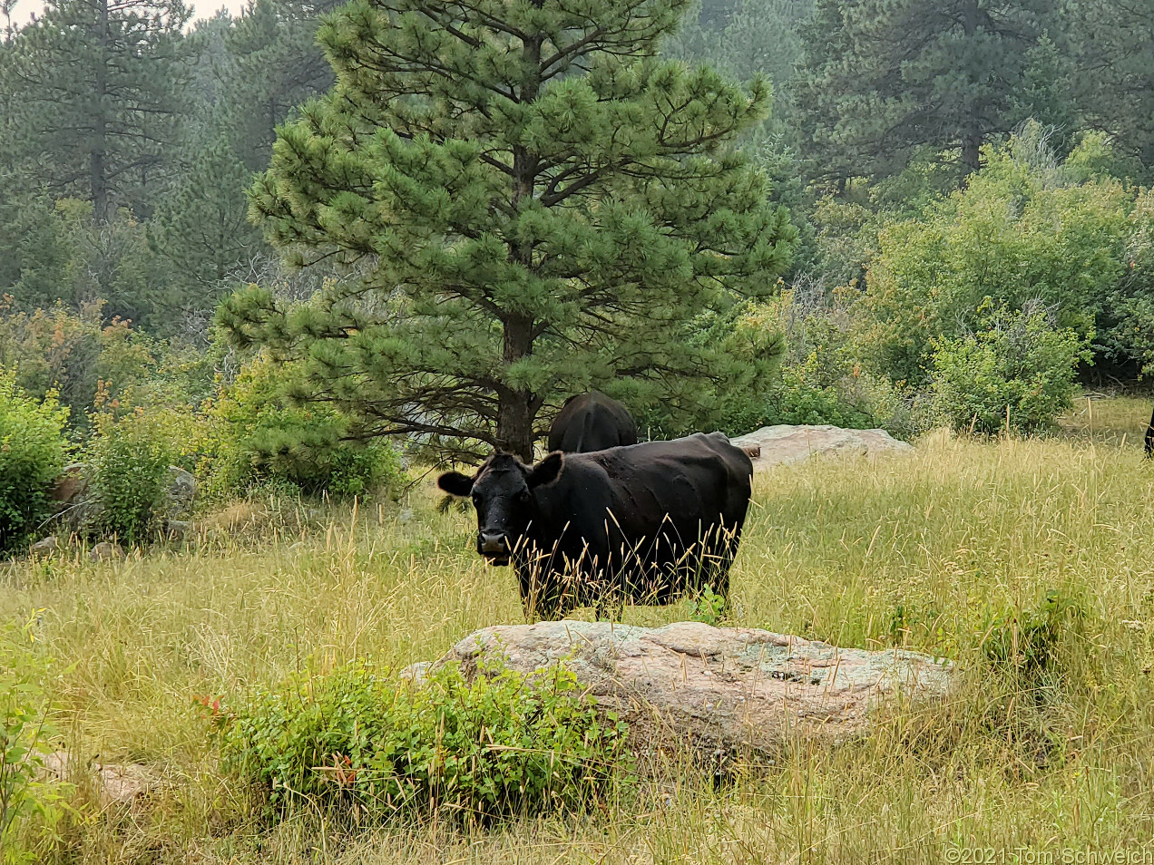 Colorado, Jefferson County, Lippincott Ranch