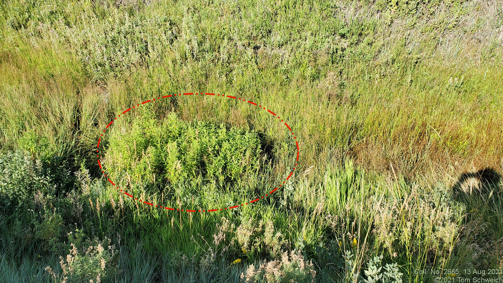 Onagraceae Epilobium hirsutum