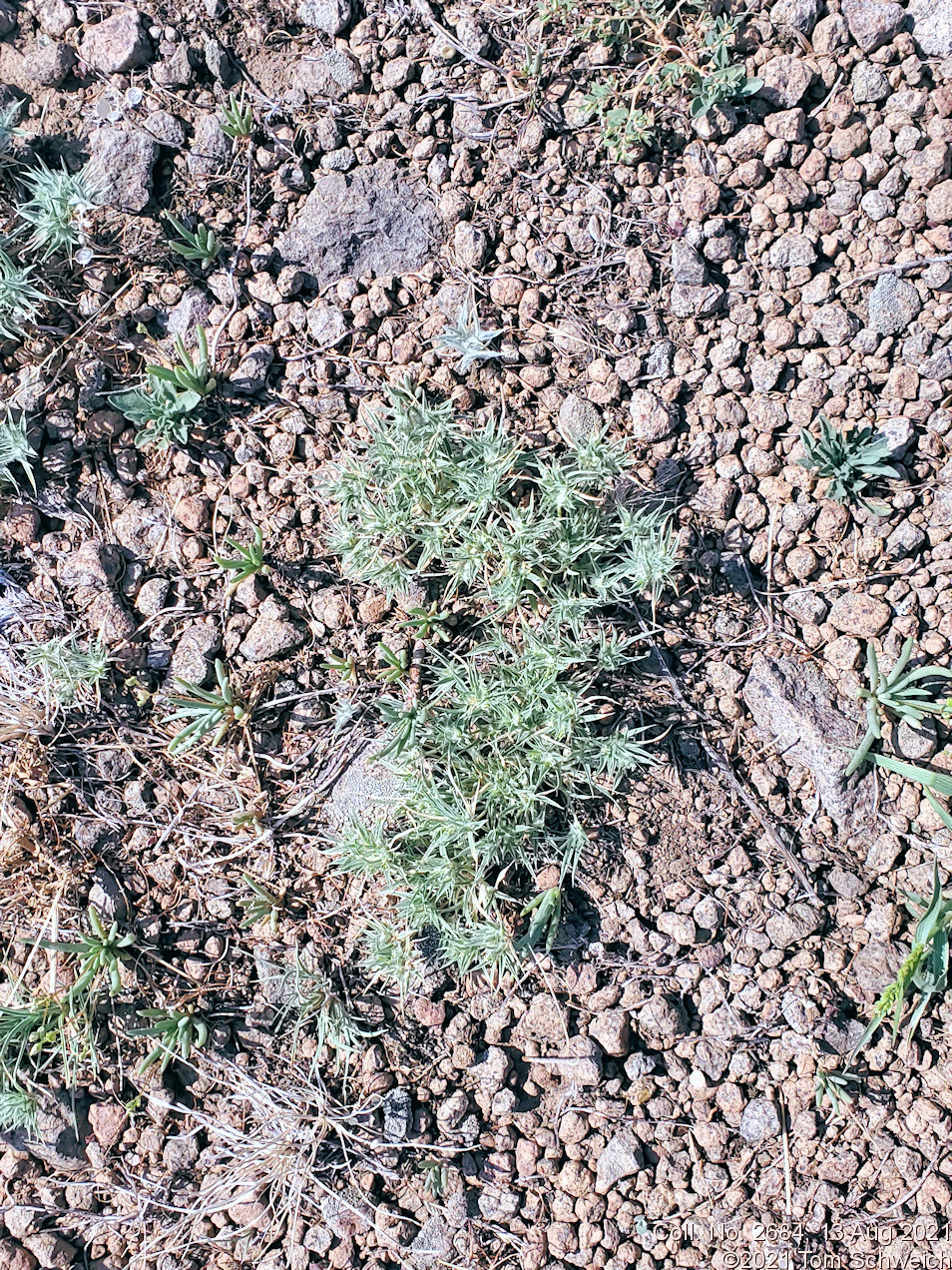 Poaceae Monroa squarrosa