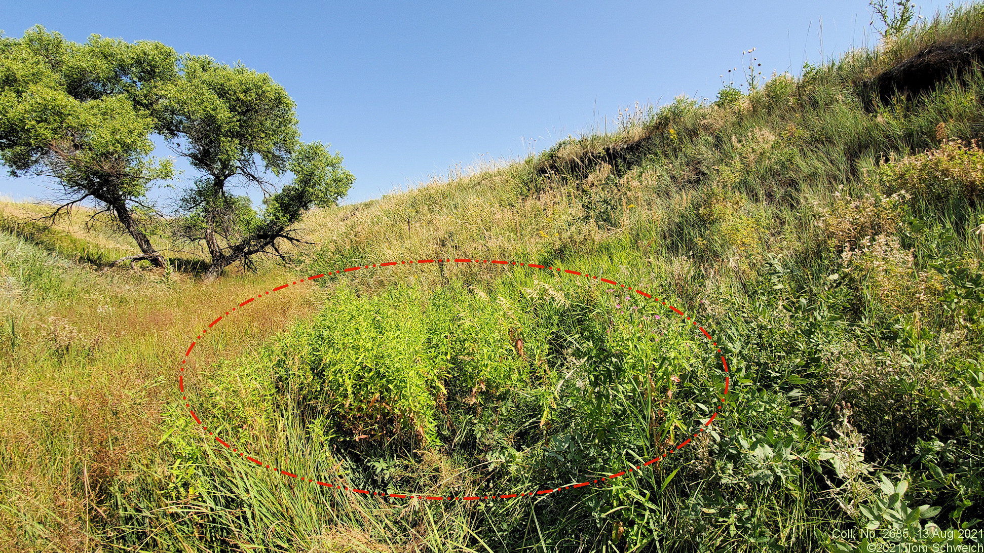 Onagraceae Epilobium hirsutum