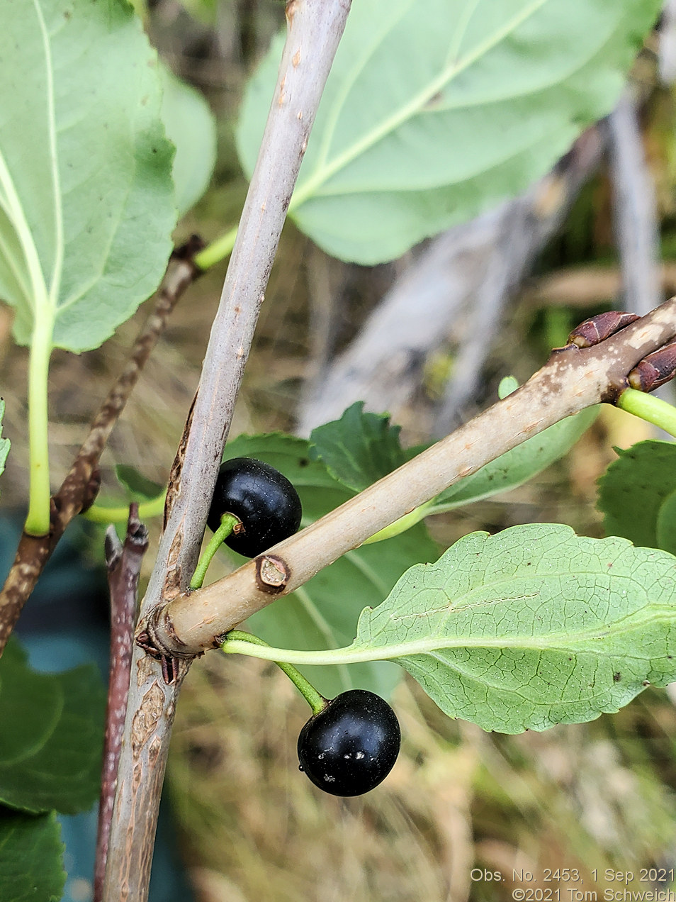 Rhamnaceae Rhamnus cathartica