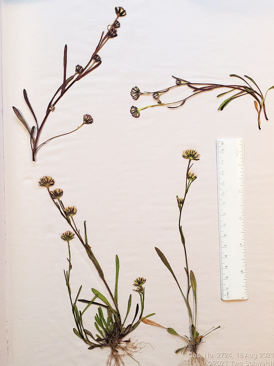 Asteraceae Erigeron