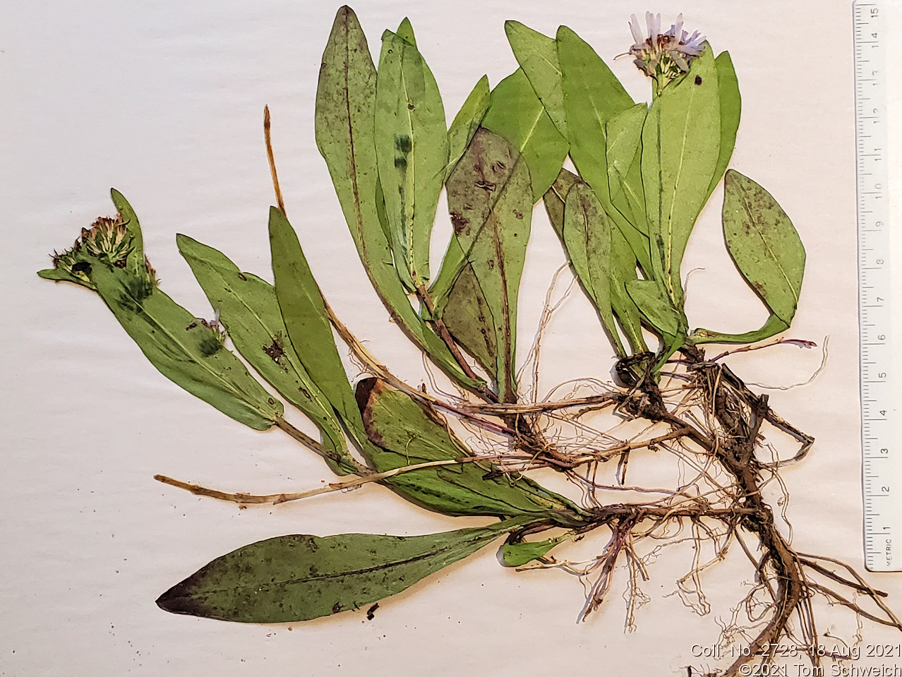 Asteraceae Symphyotrichum foliaceum parryi