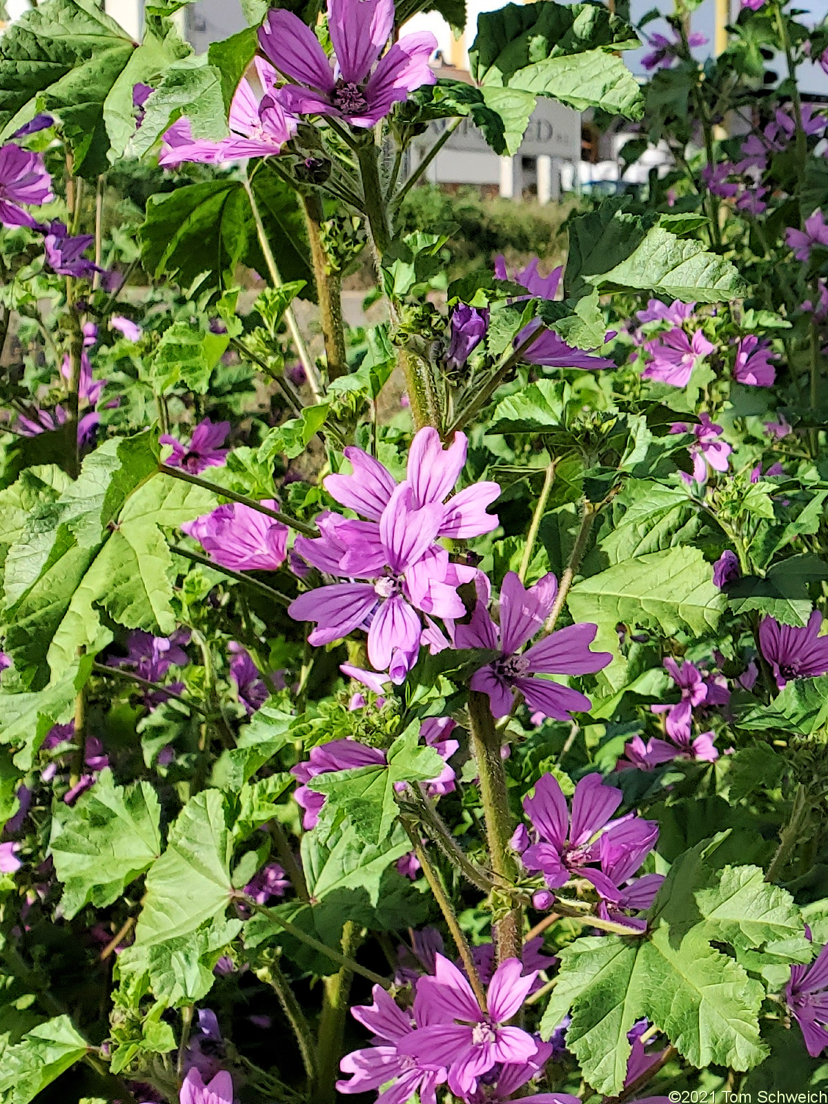 Malvaceae Malva sylvestris