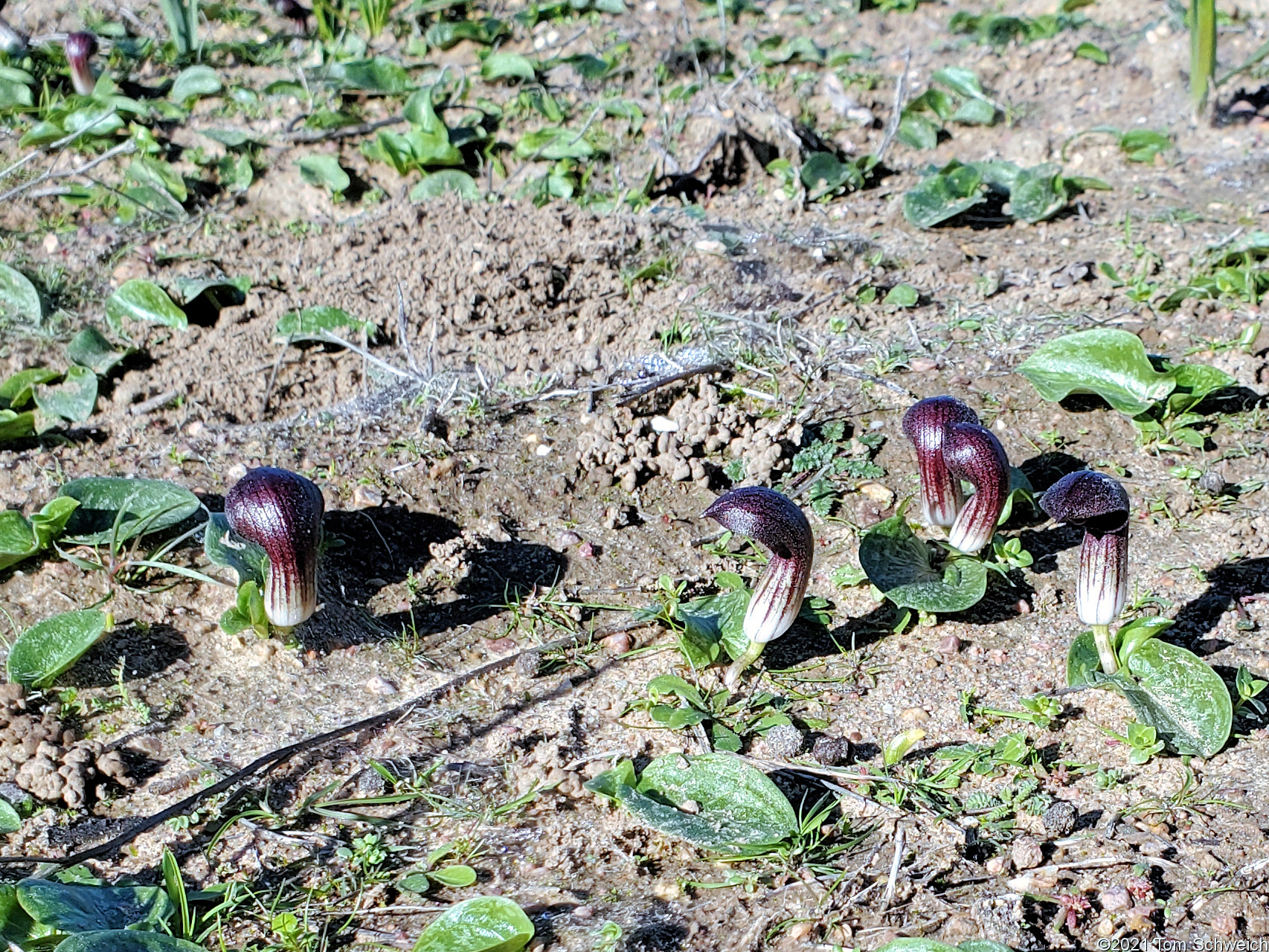 Araceae Arisarum simorhinum