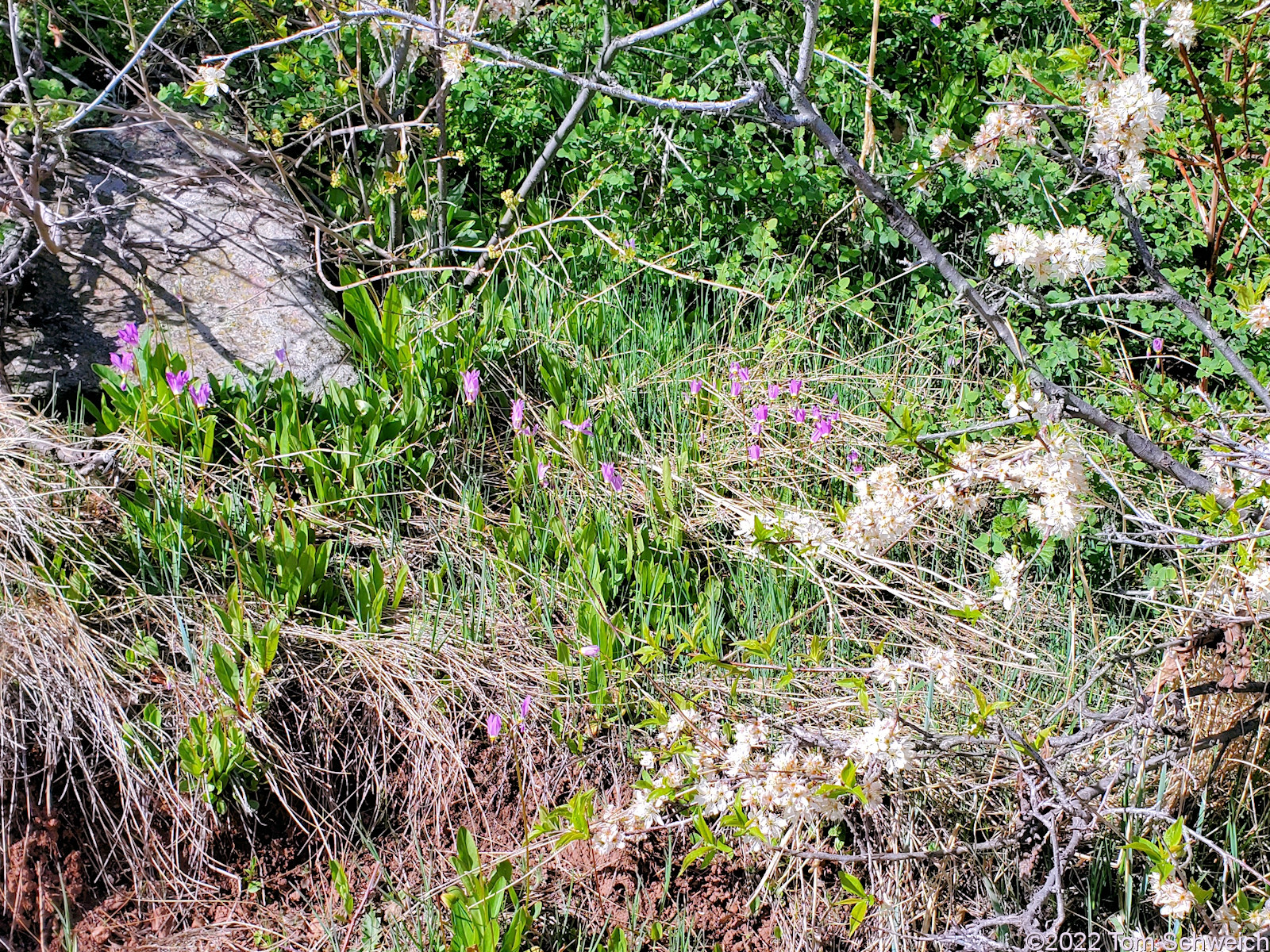 Colorado, Jefferson County, Apex Park, Dodecatheon pulchellum, Prunus americana