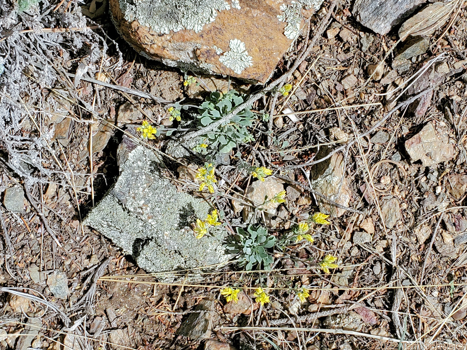 Brassicaceae Physaria vitulifera