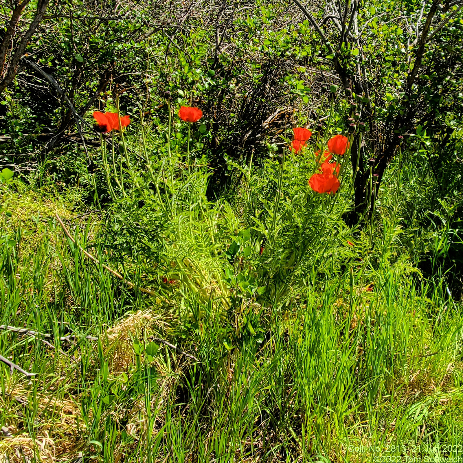 Papaveraceae Papaver orientale