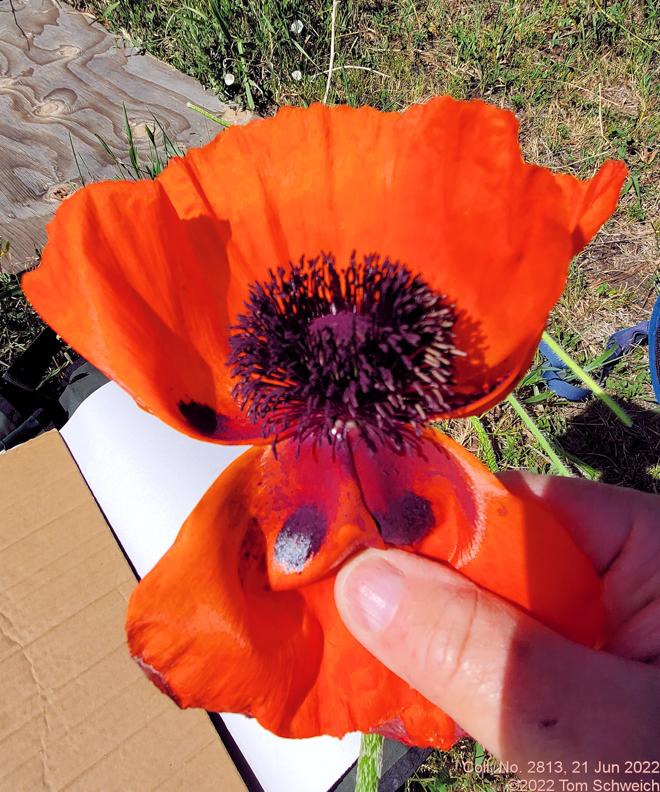 Papaveraceae Papaver orientale