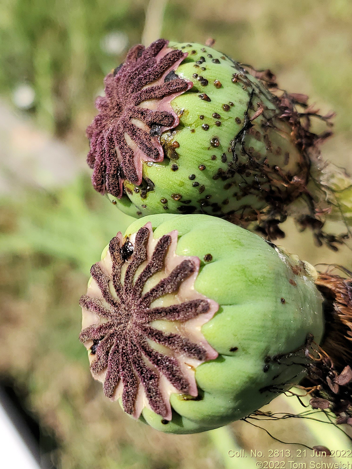 Papaveraceae Papaver orientale