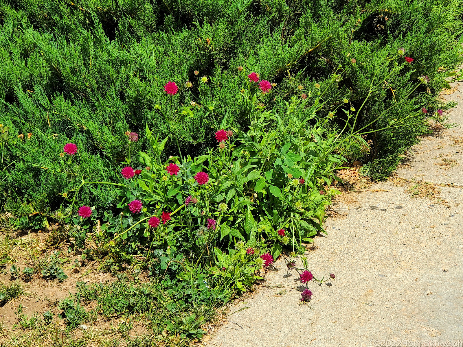 Dipsacaceae Knautia macedonica