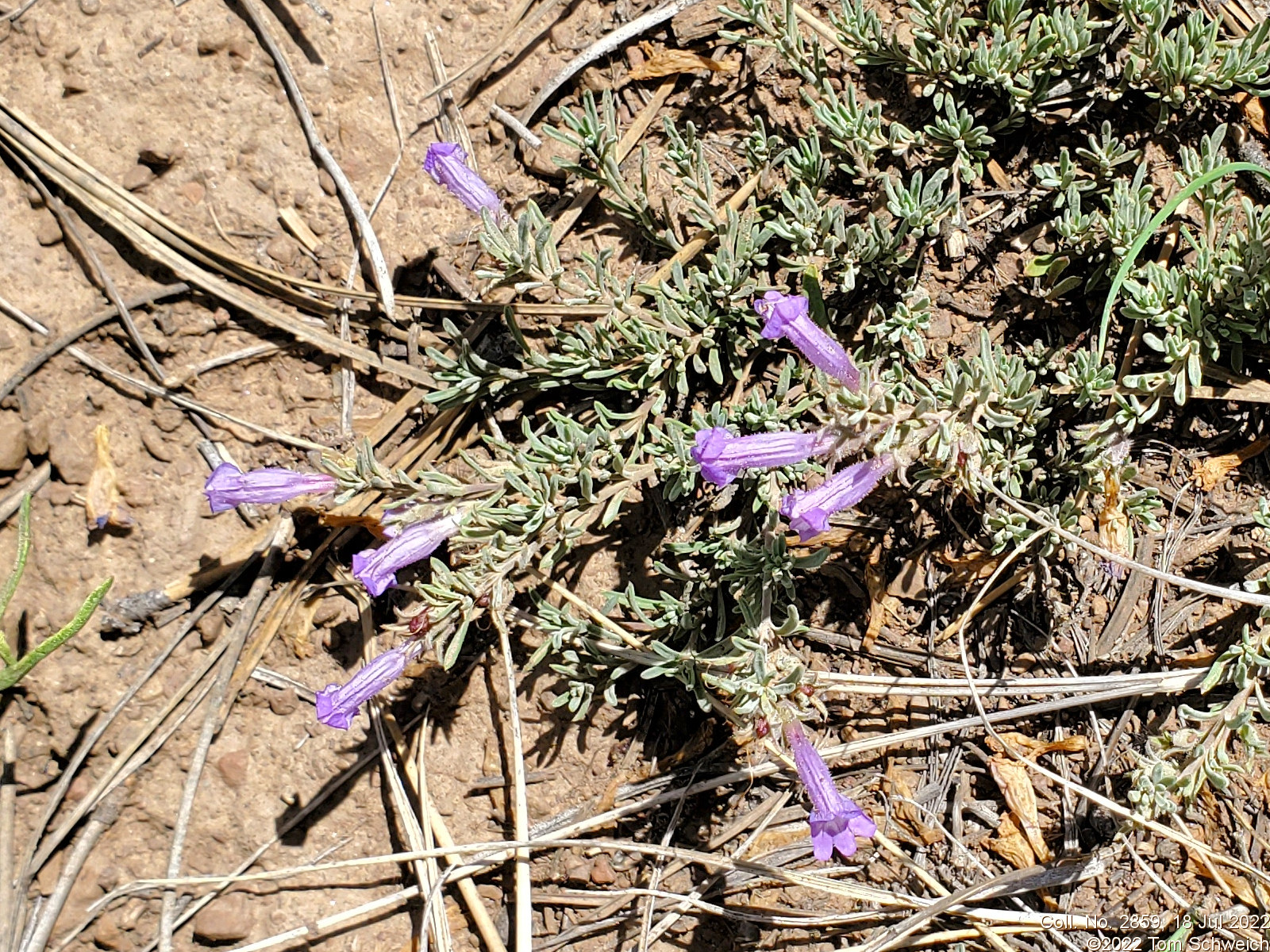 Plantaginaceae Penstemon teucrioides