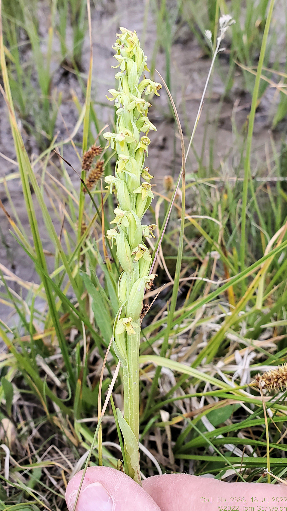 Orchidaceae Platanthera huronensis