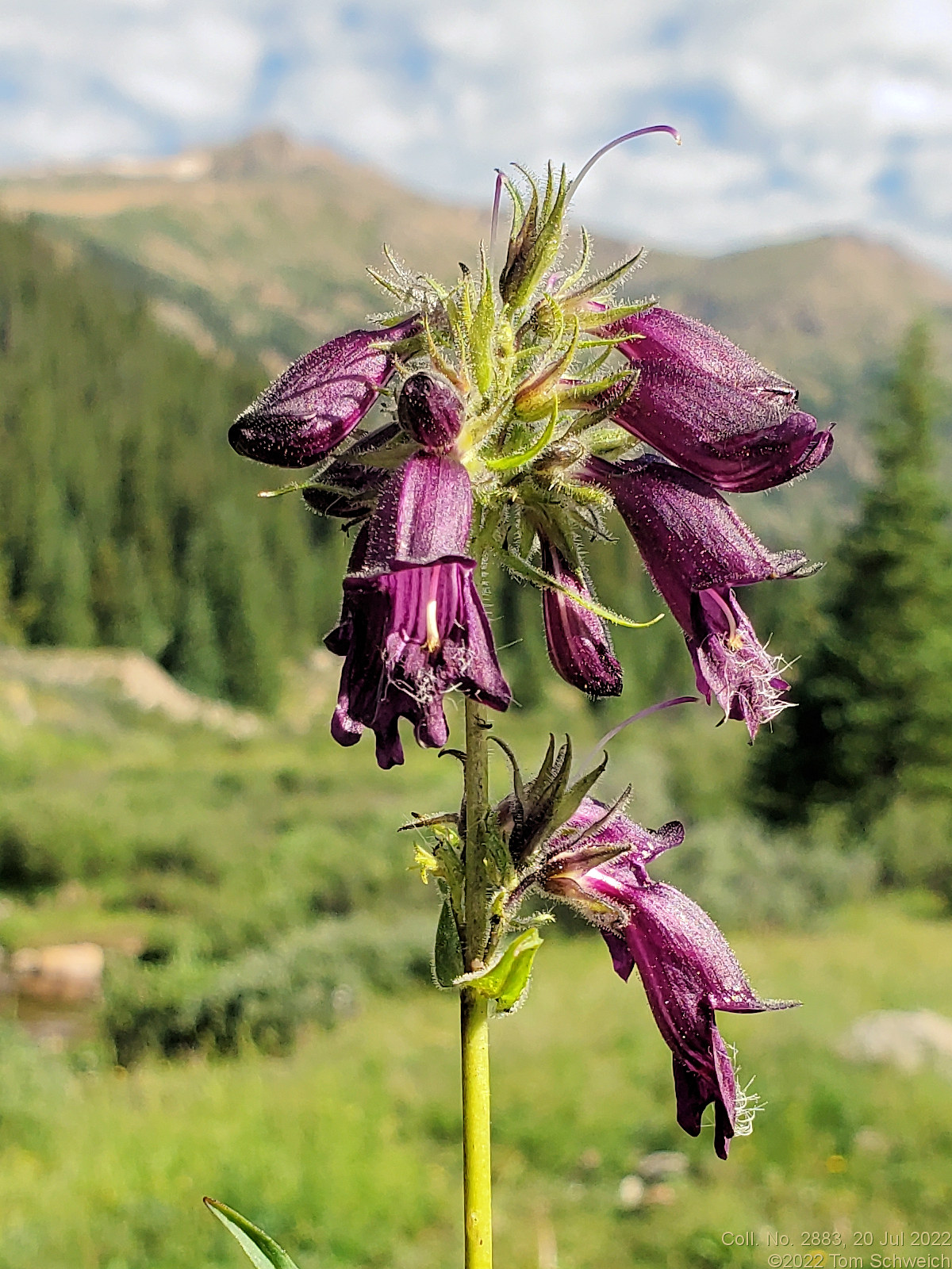 Plantaginaceae Penstemon whippleanus