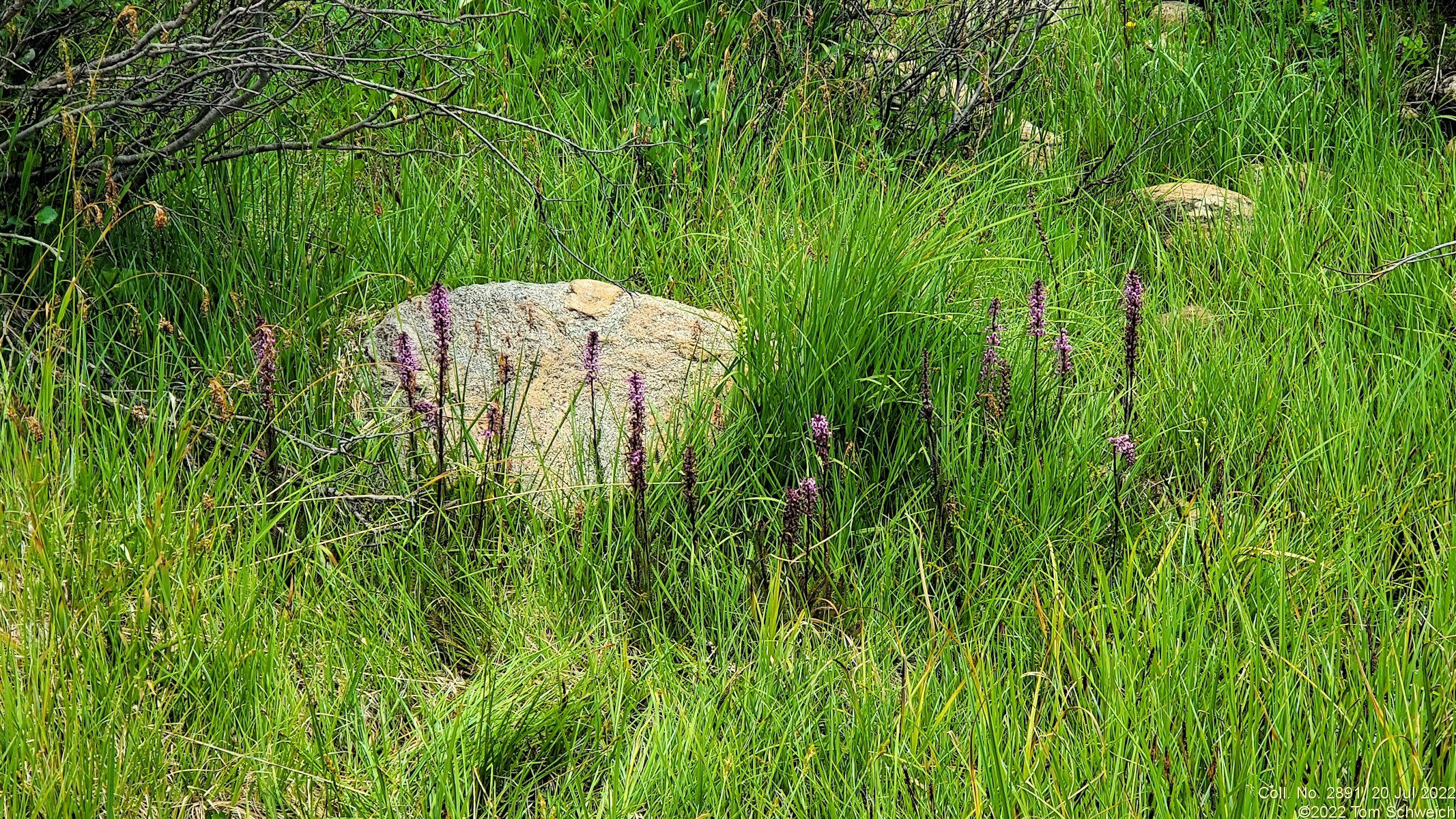 Orobanchaceae Pedicularis groenlandica