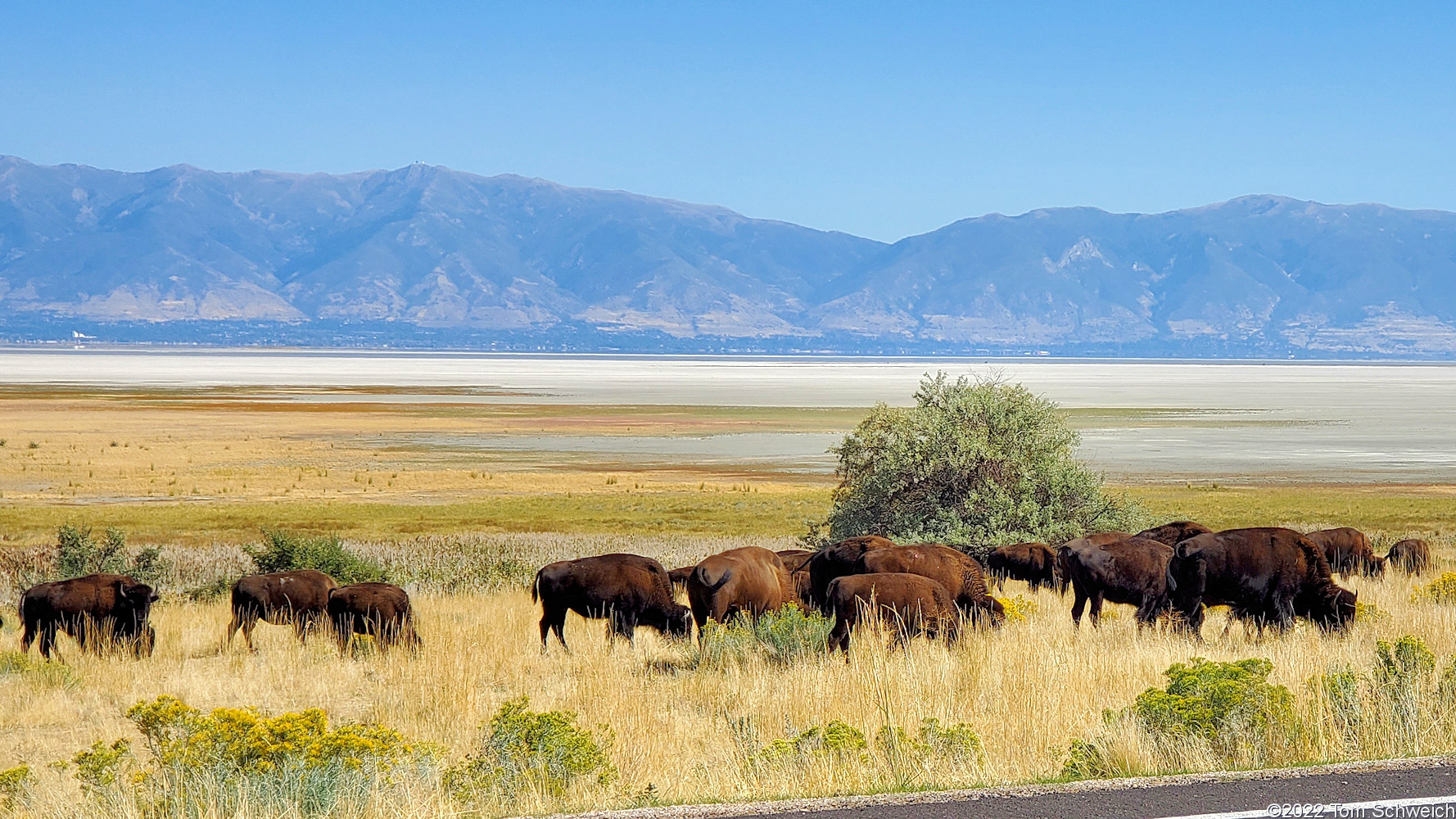 Utah, Davis County, Antelope Island