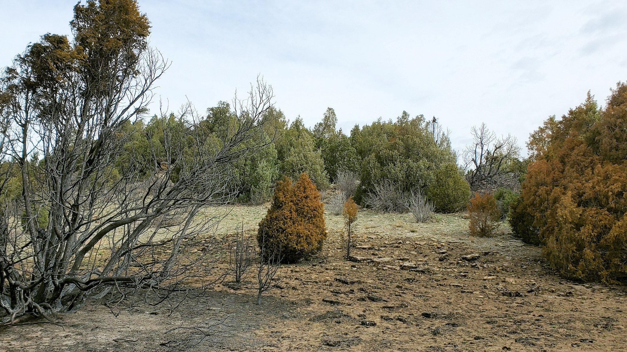 Dinosaur Ridge