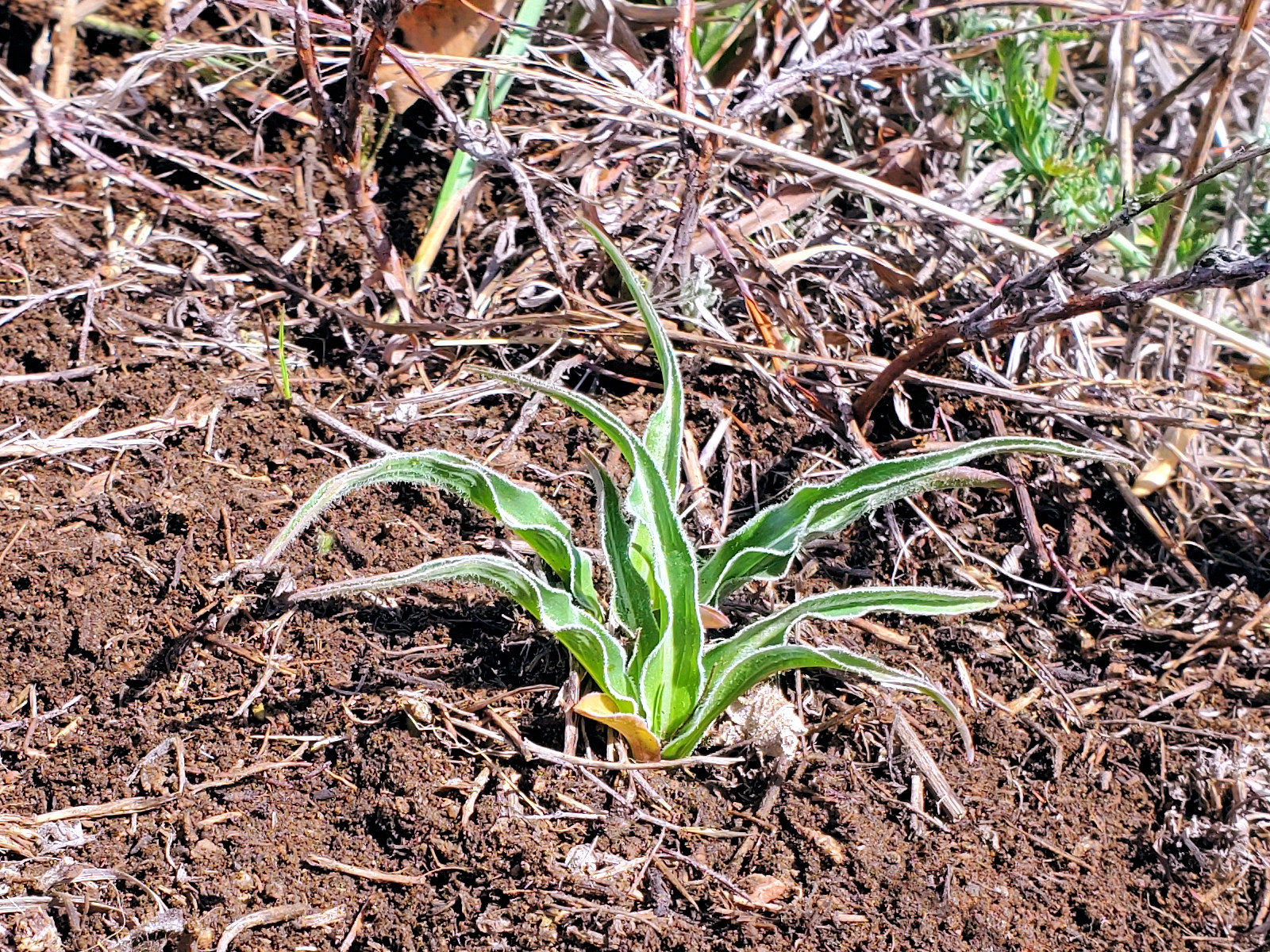 Asteraceae Nothocalais cuspidata