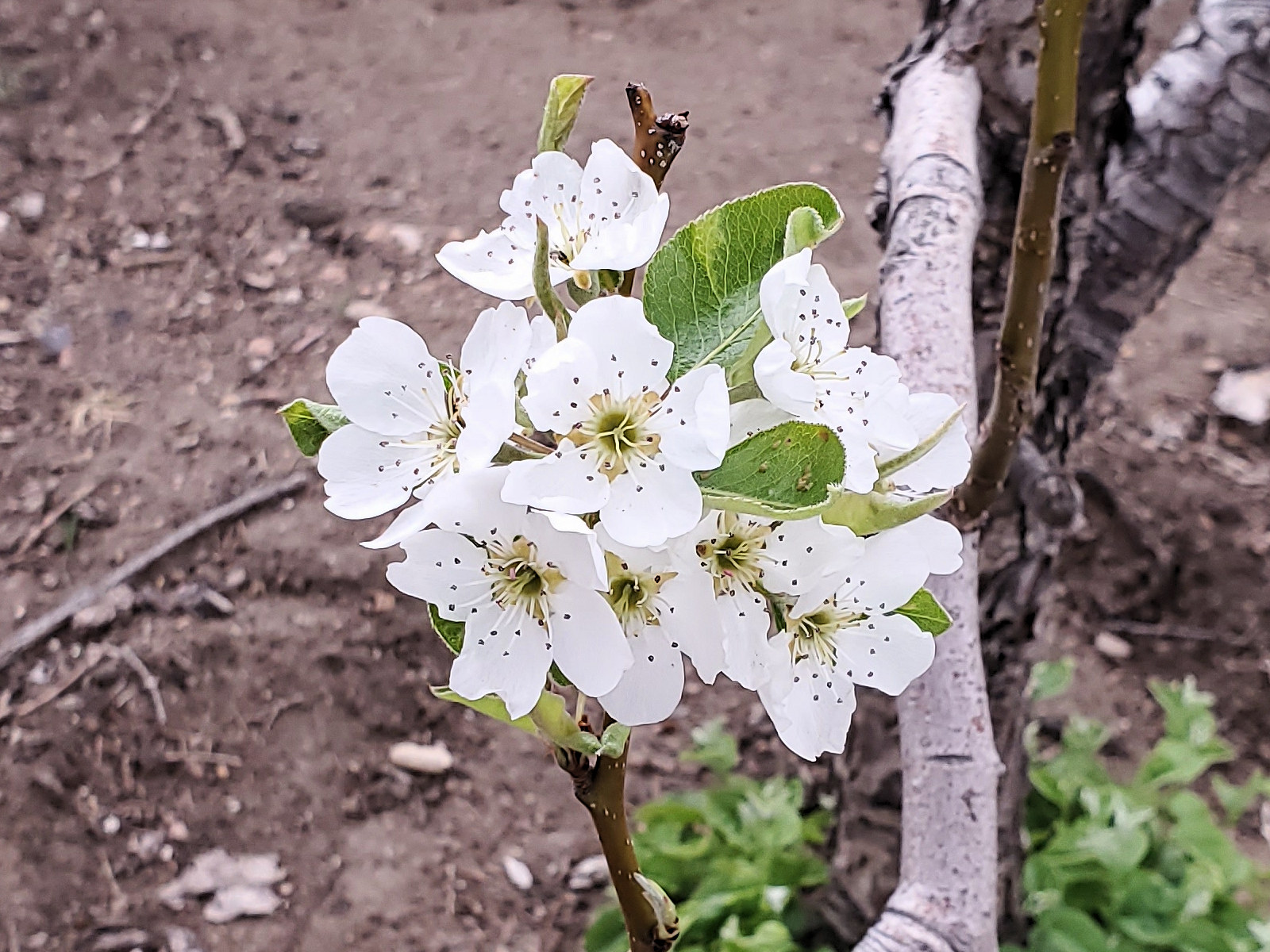 Rosaceae Pyrus communis