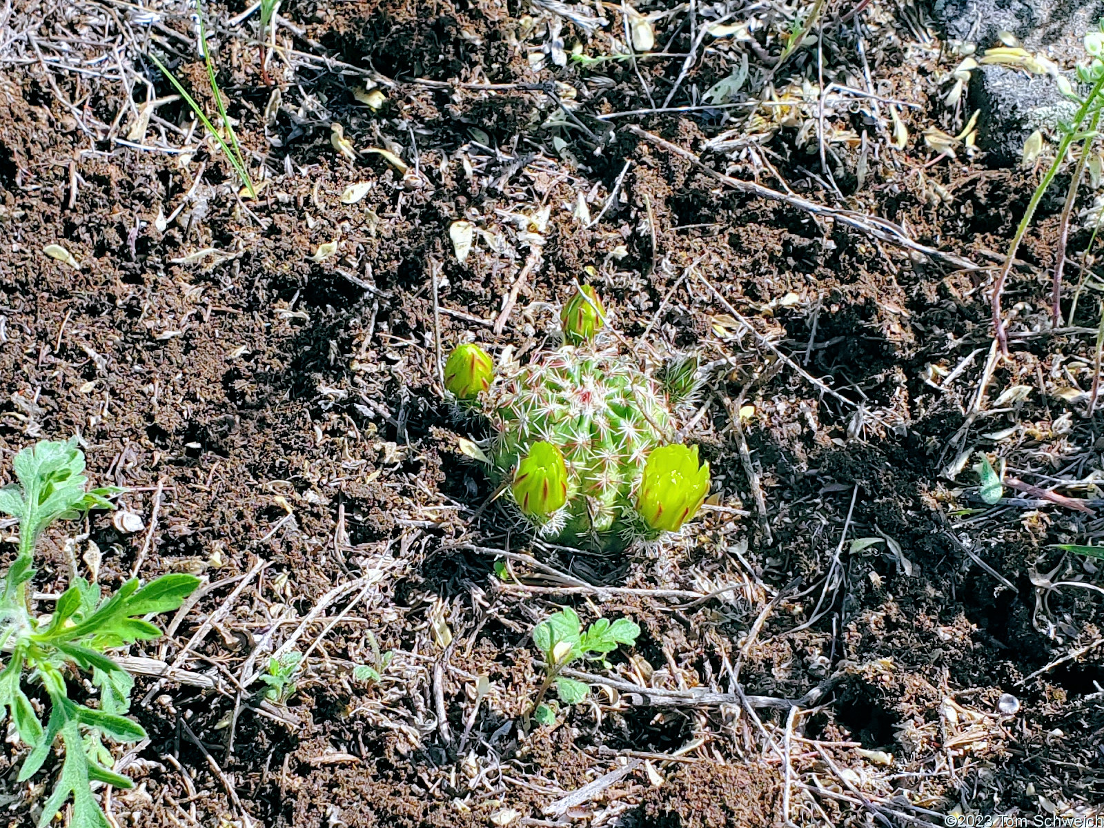 Cactaceae Echinocereus viridiflorus