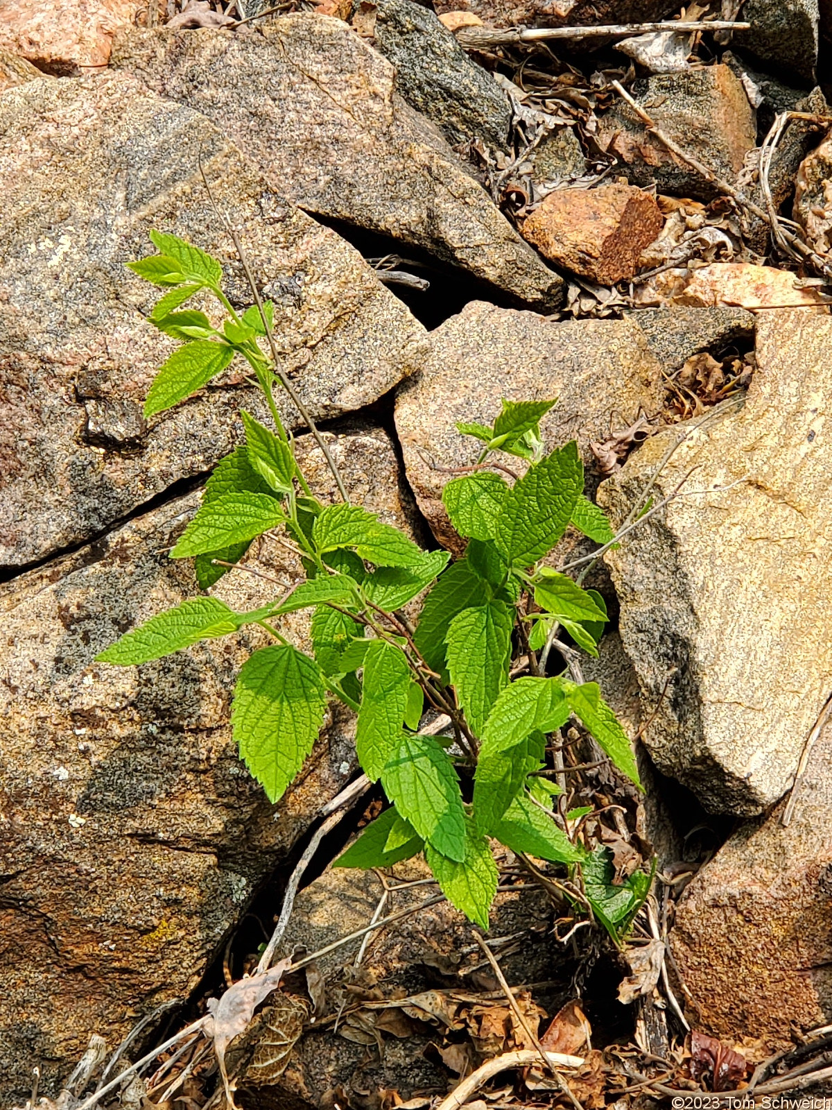 Cannabaceae Celtis reticulata