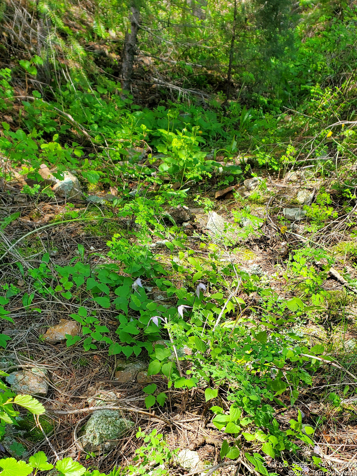 Ranunculaceae Clematis grosseserrata