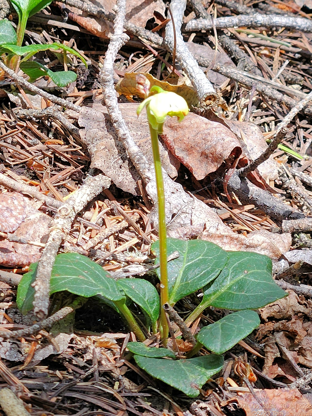 Ericaceae Pyrola chlorantha