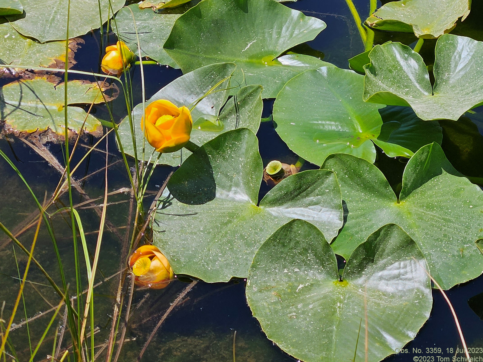 Nymphaeaceae Nuphar polysepala