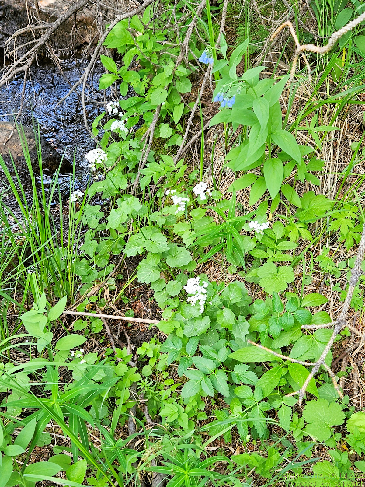 Brassicaceae Cardamine cordifolia