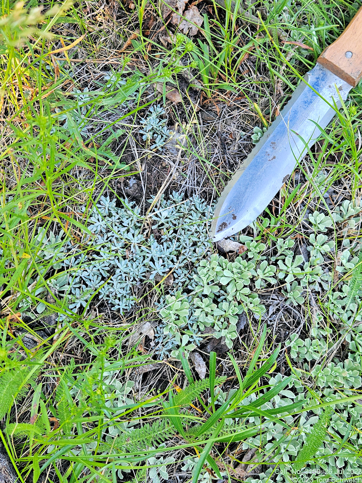 Asteraceae Antennaria microphylla