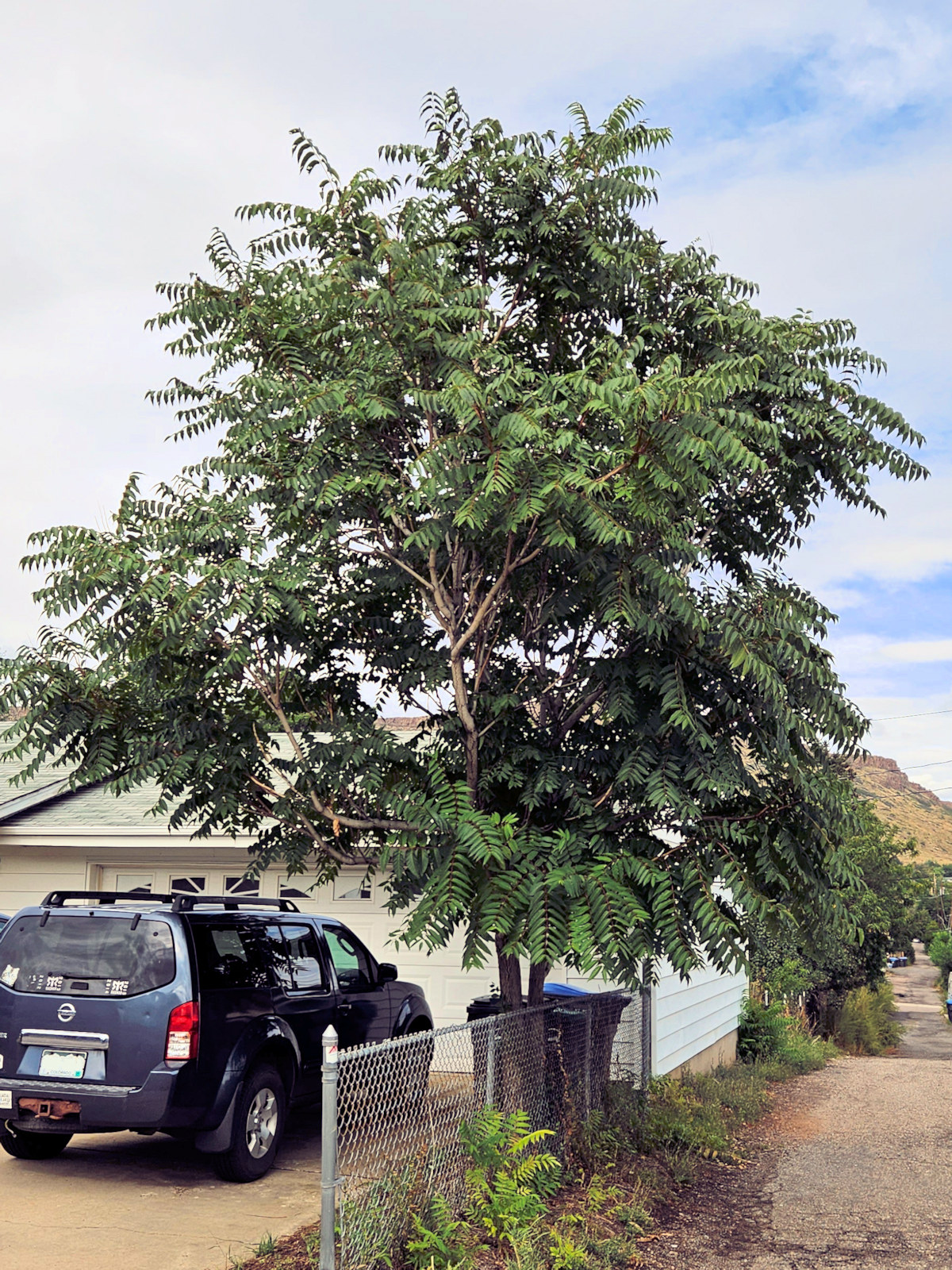 Simaroubaceae, Ailanthus altissima
