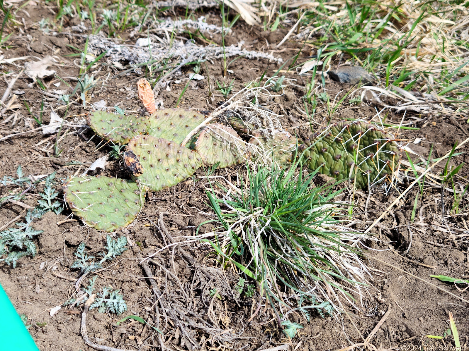 Cactaceae Opuntia macrorhiza