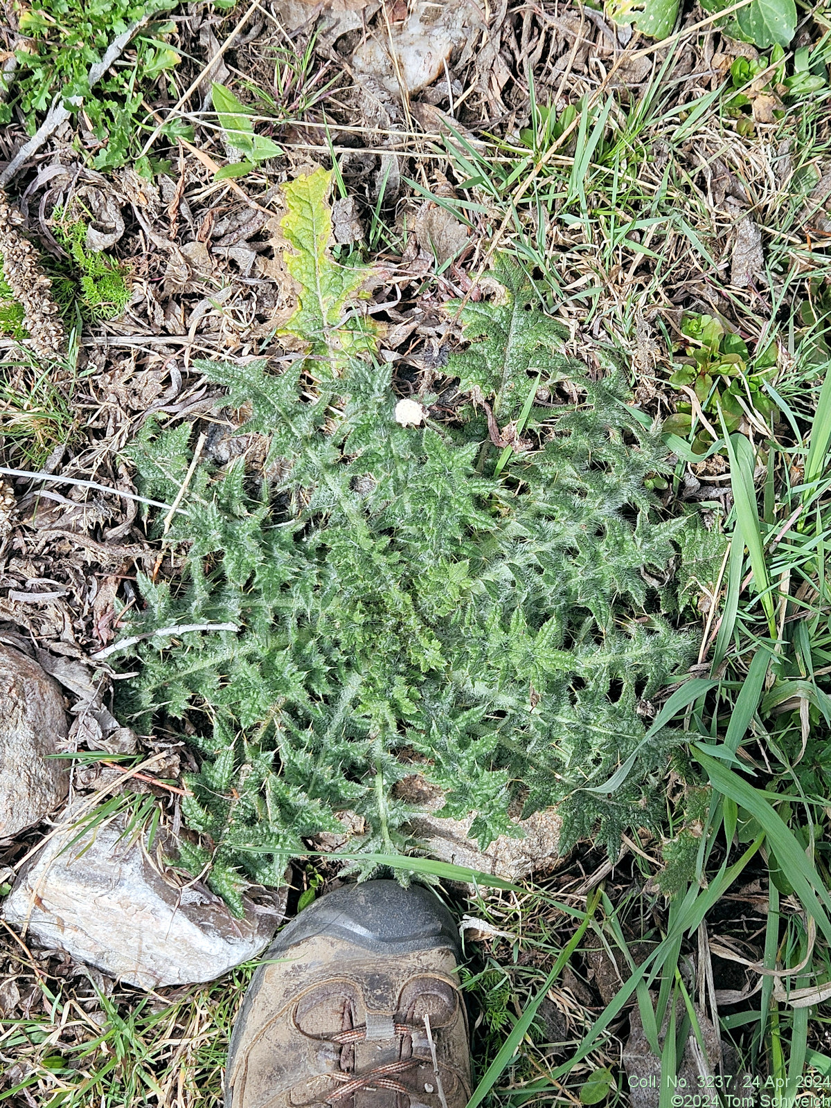 Asteraceae Cirsium vulgare