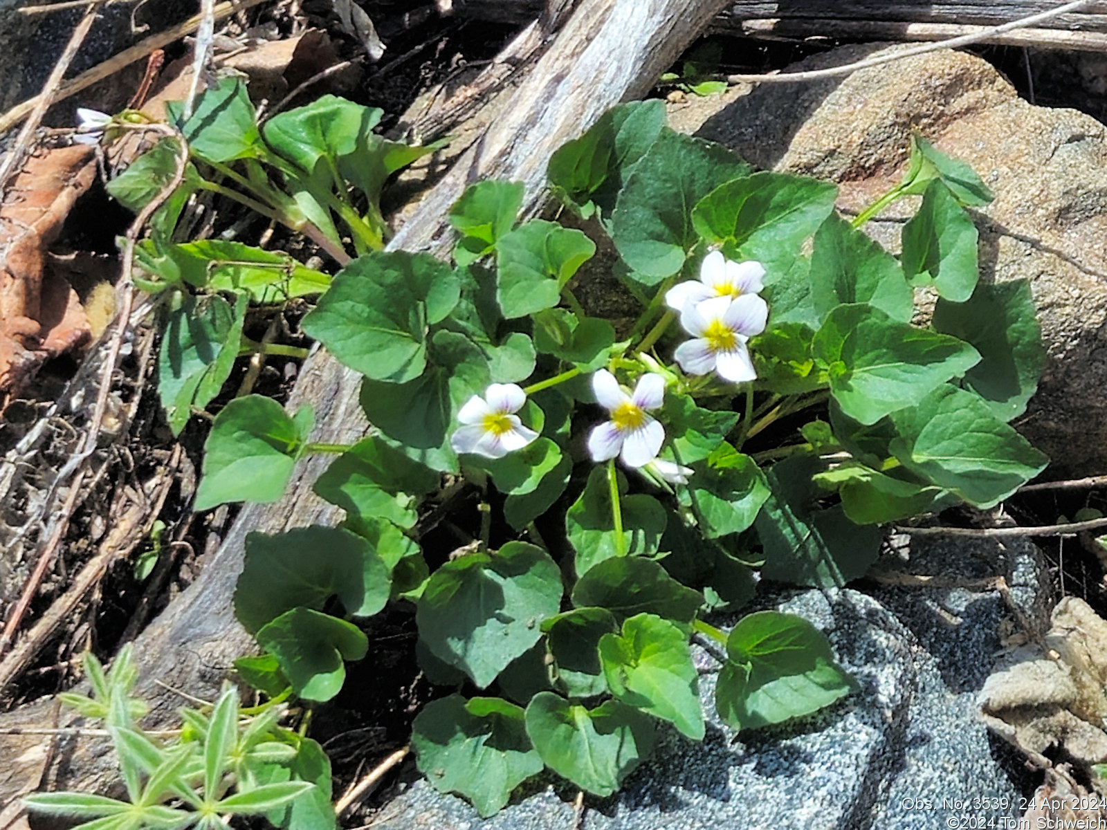 Violaceae Viola canadensis