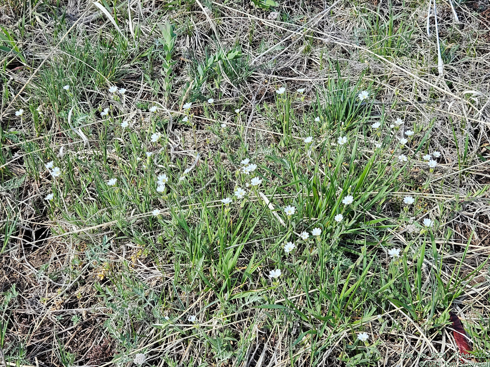 Caryophyllaceae Cerastium arvense strictum