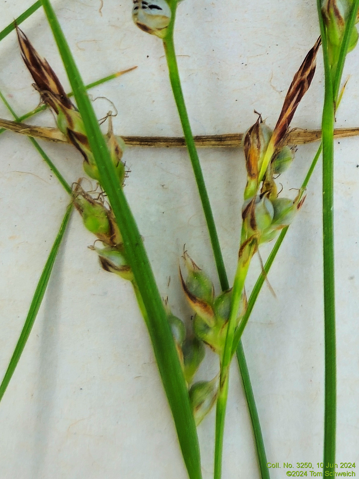 Cyperaceae Carex