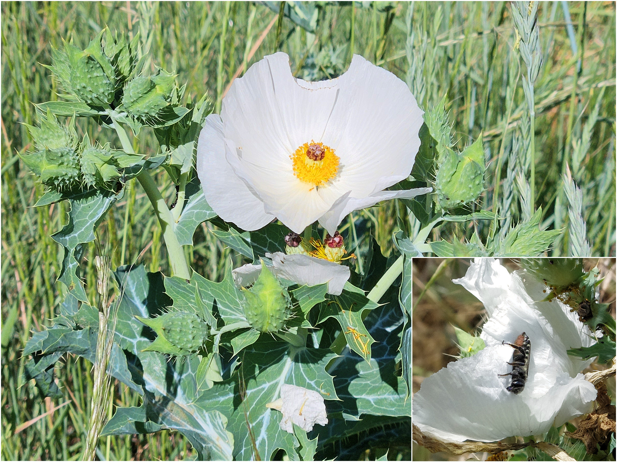 Papaveraceae Argemone polyanthemos