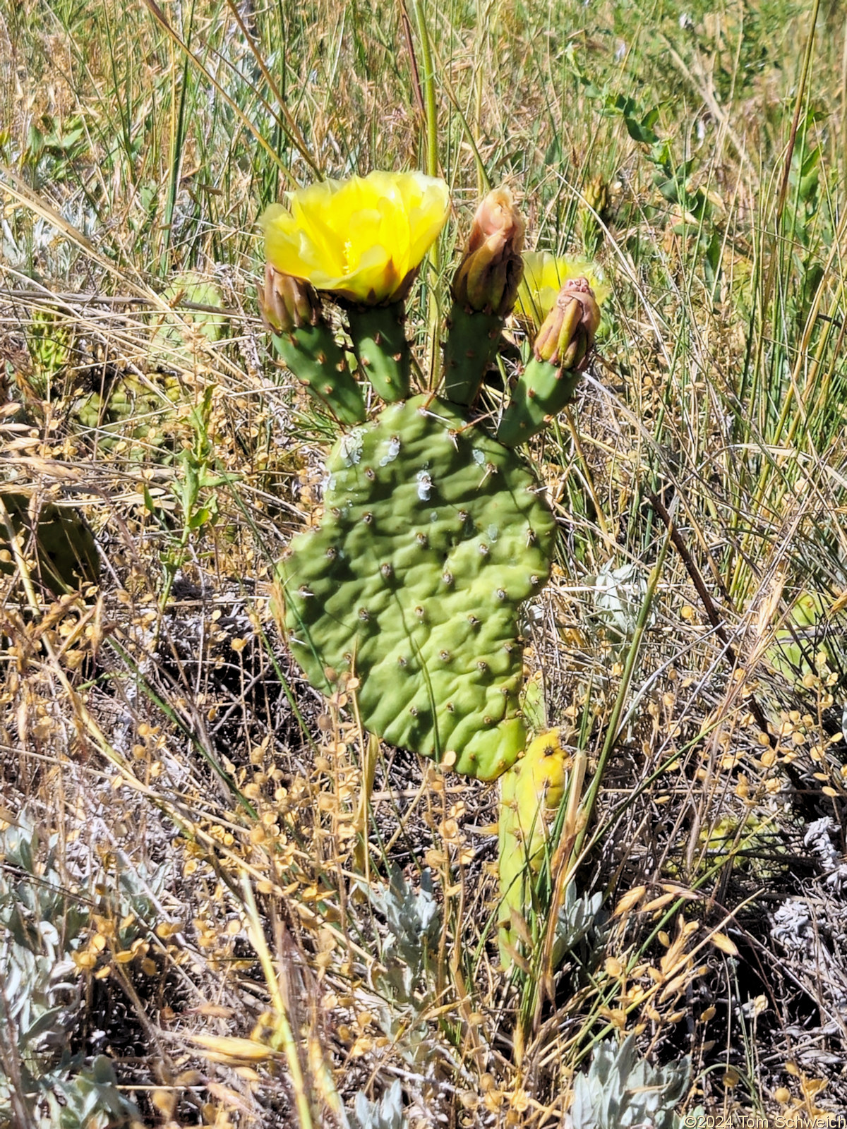 Cactaceae Opuntia macrorhiza