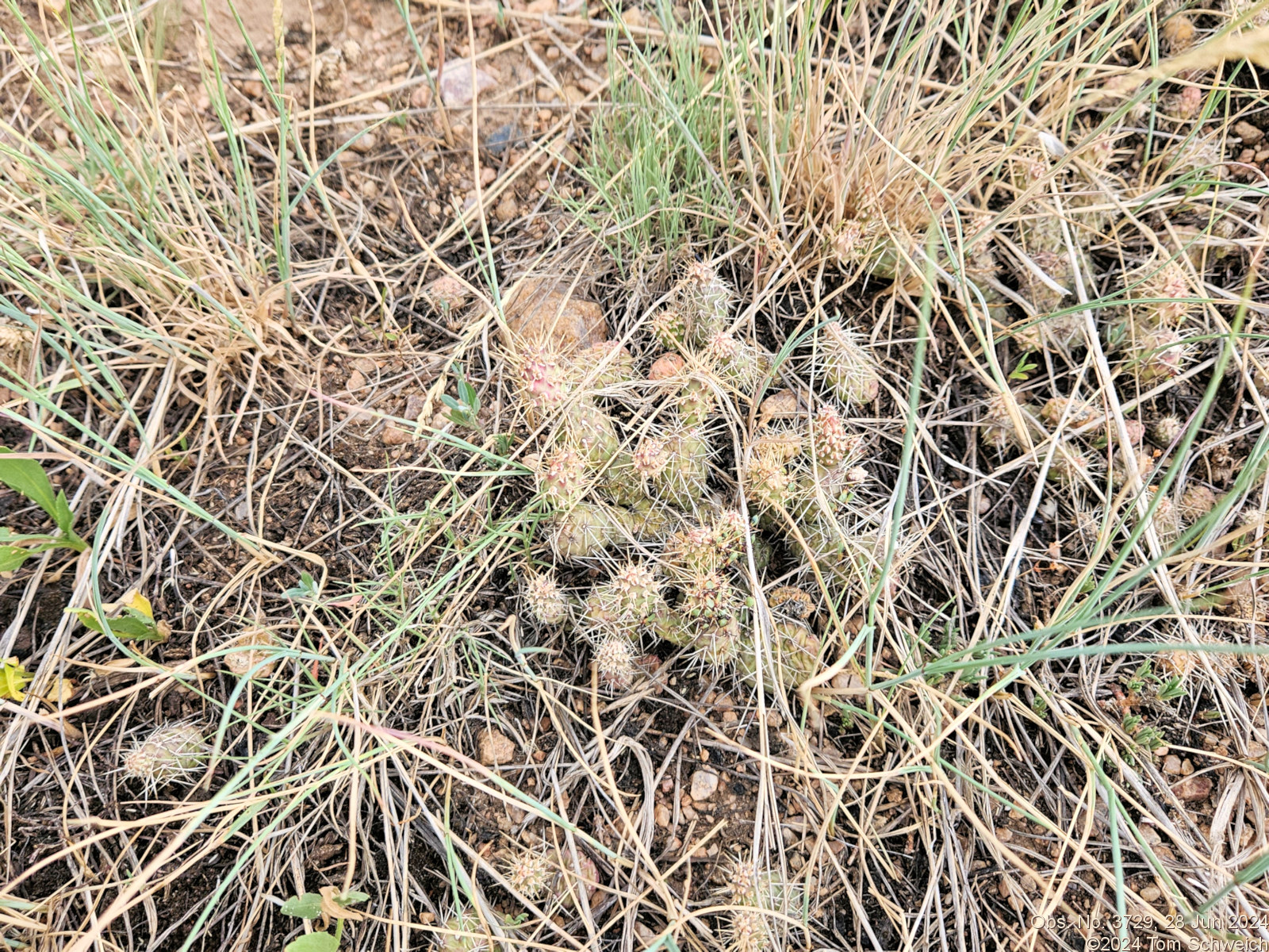 Cactaceae Opuntia fragilis