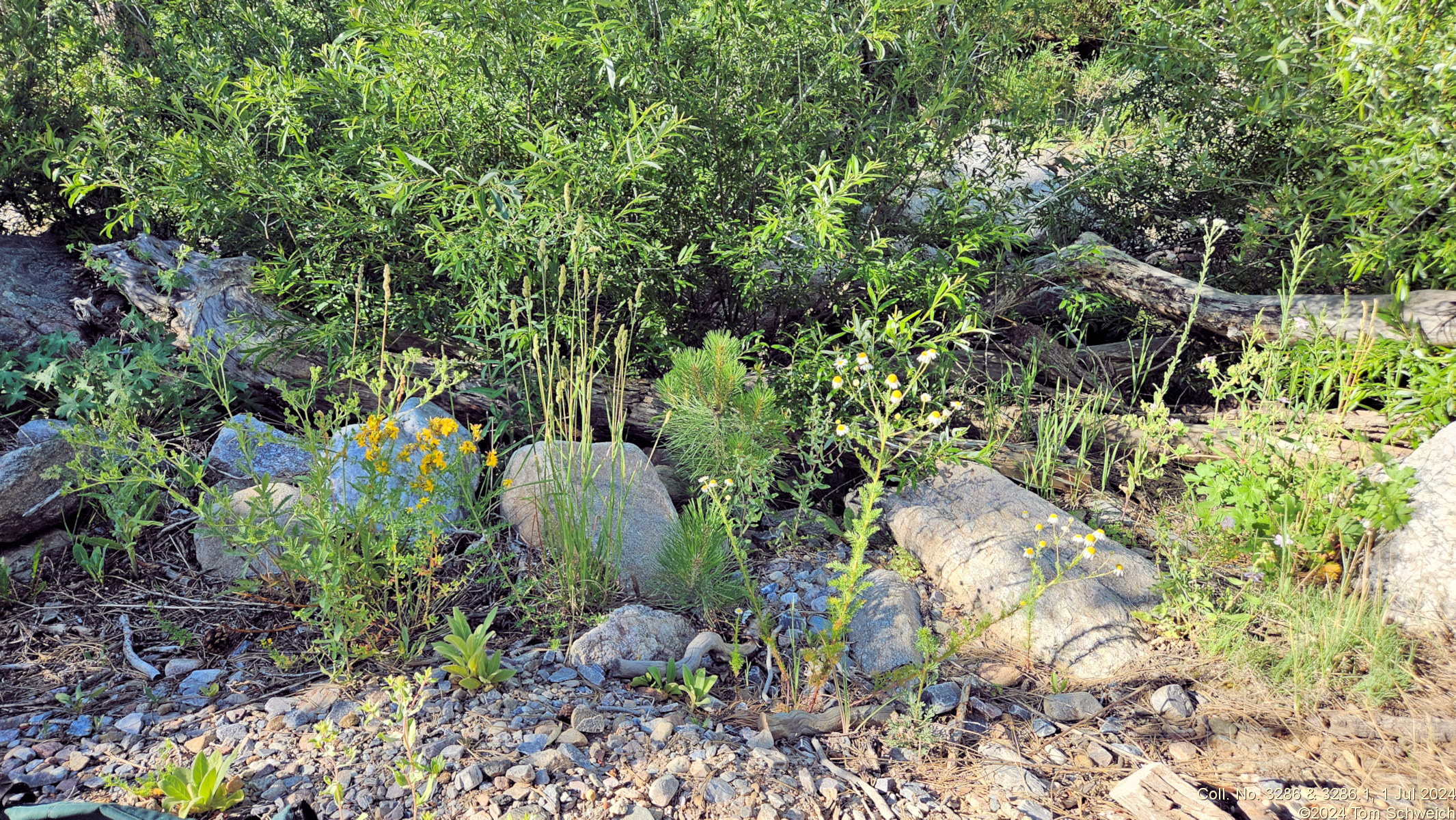 Colorado, Jefferson County, Coal Creek Canyon