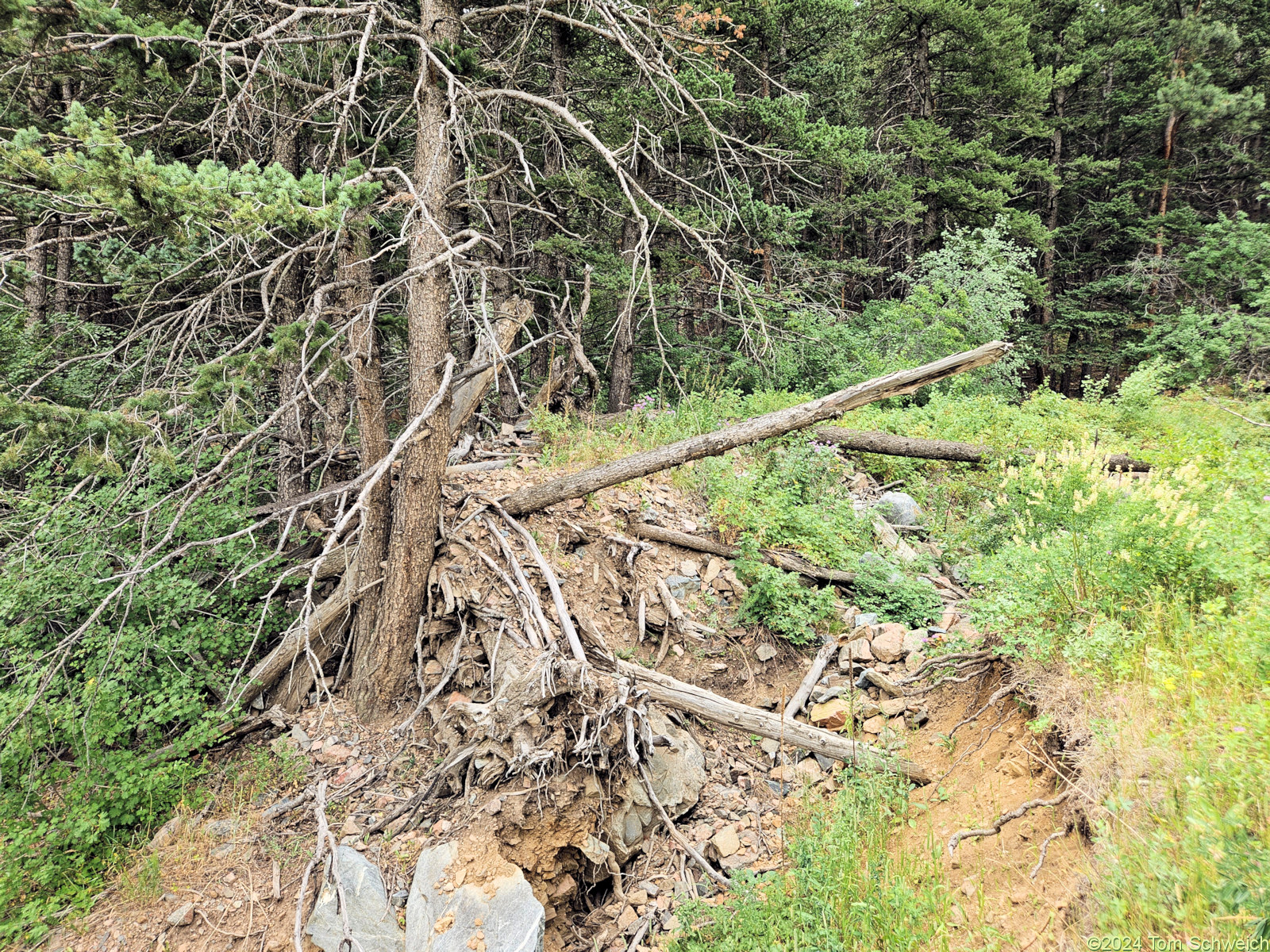 Colorado, Jefferson County, Coal Creek Canyon Study Area