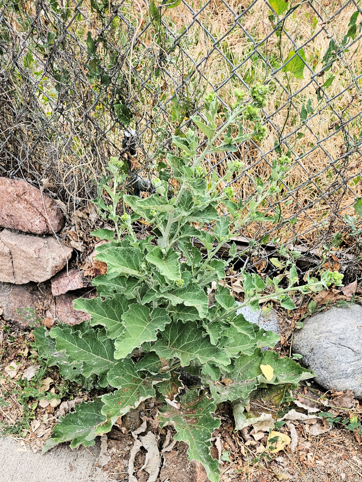 Asteraceae Arctium minus