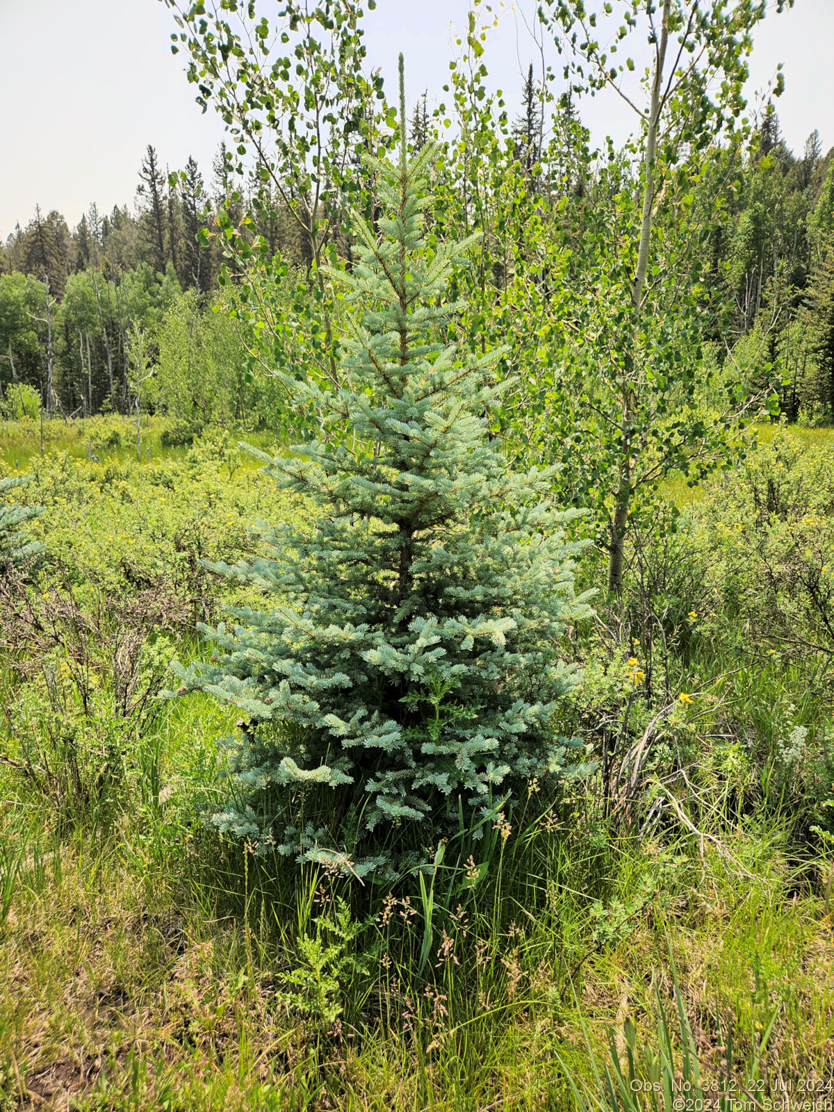 Pinaceae Picea pungens