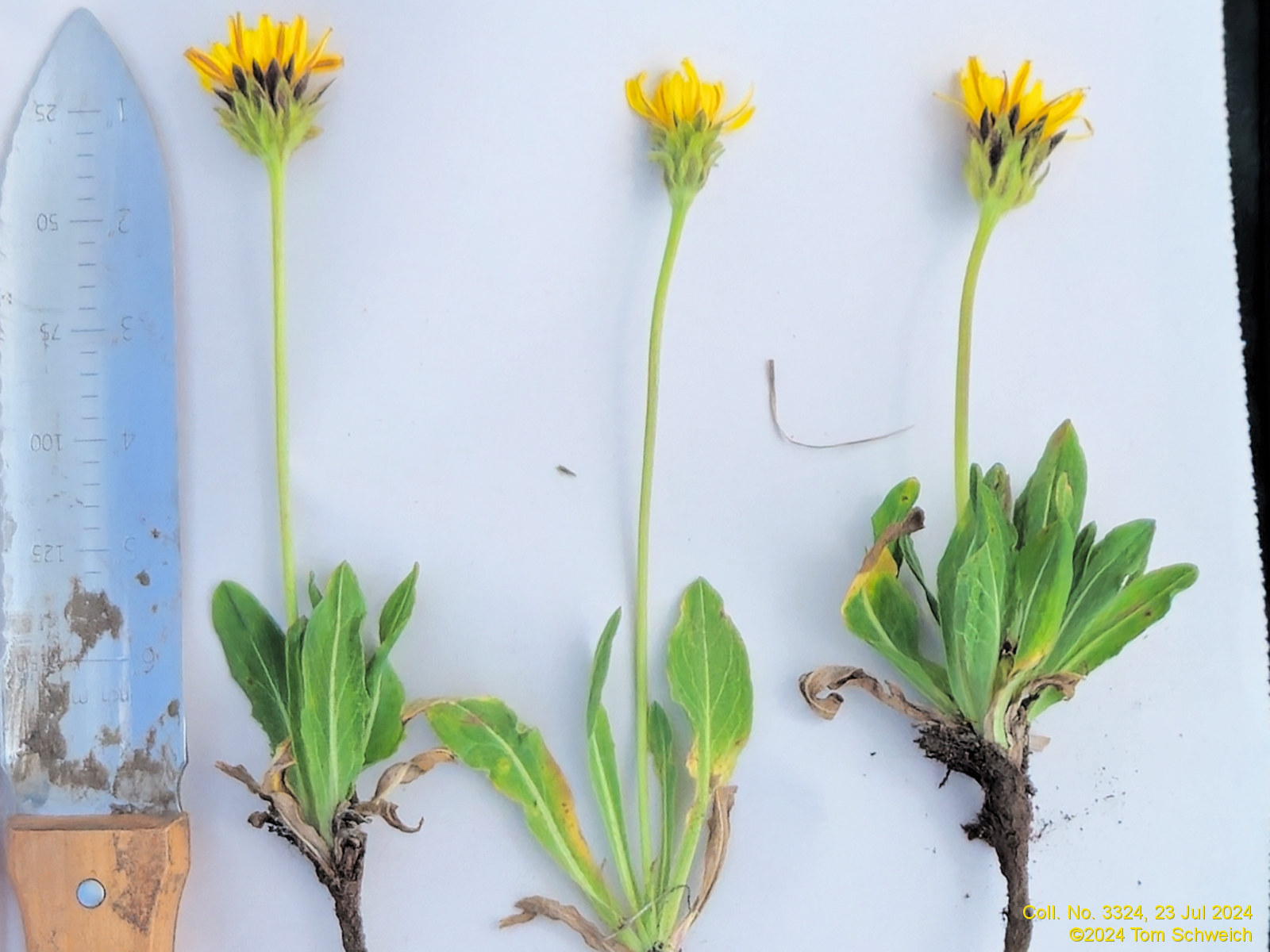 Asteraceae Taraxacum ceratophorum