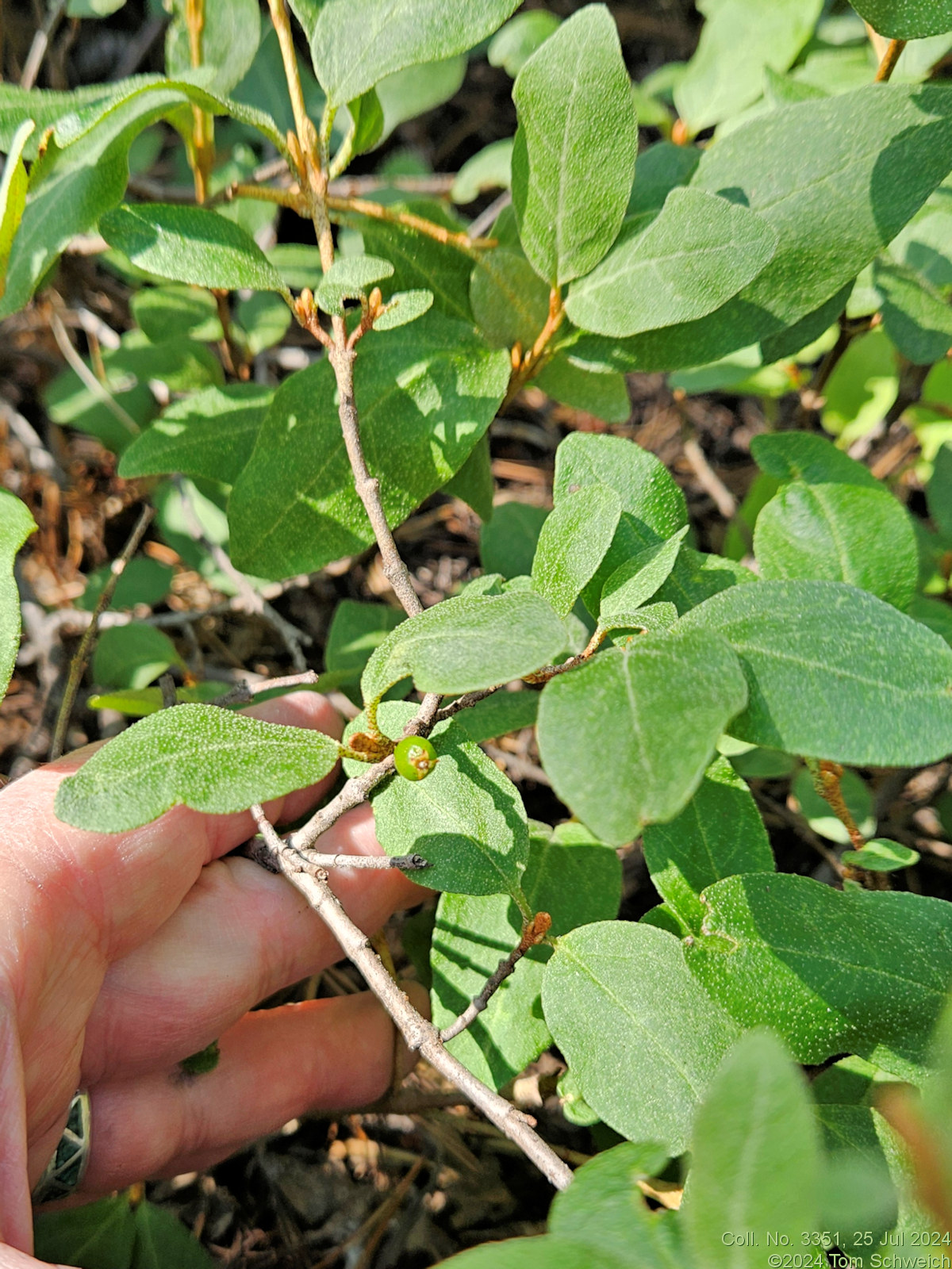 Elaeagnaceae Shepherdia canadensis