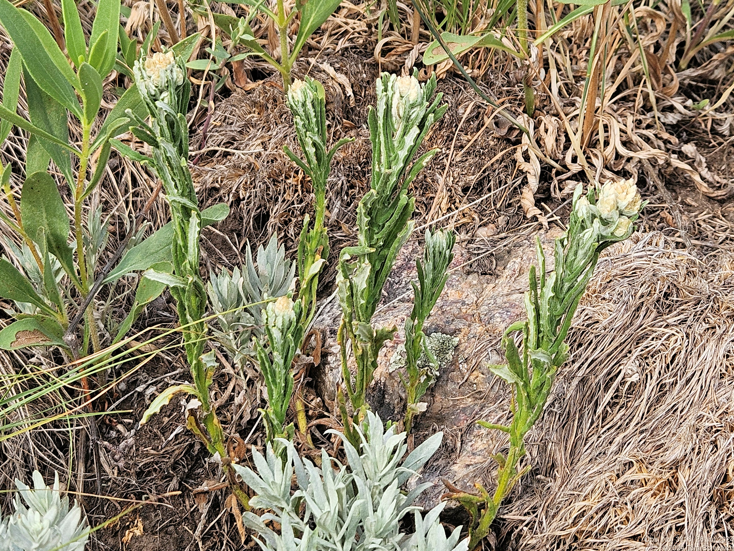 Asteraceae Gnaphalieae